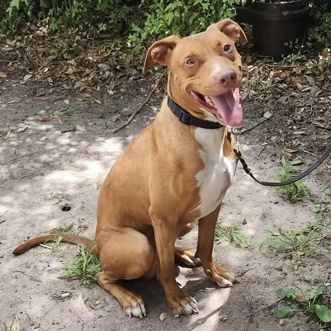 Meet Rocket–smart Loyal