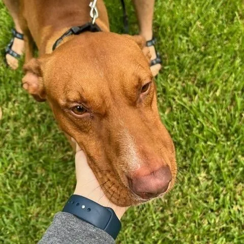 Meet Rocket–smart  Loyal thumbnail 3