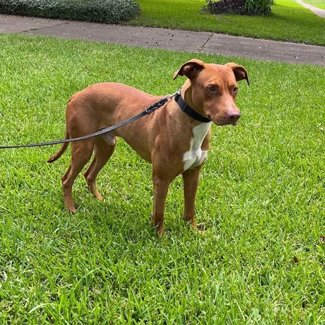 Meet Rocket–smart  Loyal thumbnail 4