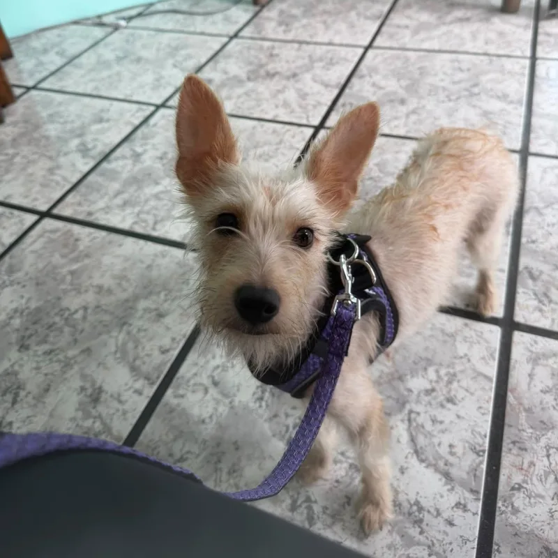 A young small-sized female Apricot / Beige Miniature Poodle dog named Sarabi for adoption in Auburn, WA