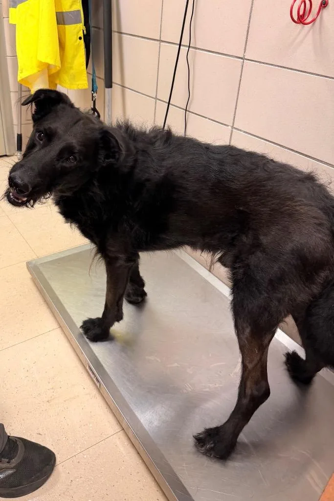 A young large-sized male Flat-Coated Retriever dog named Lucky for adoption in Bossier City, LA