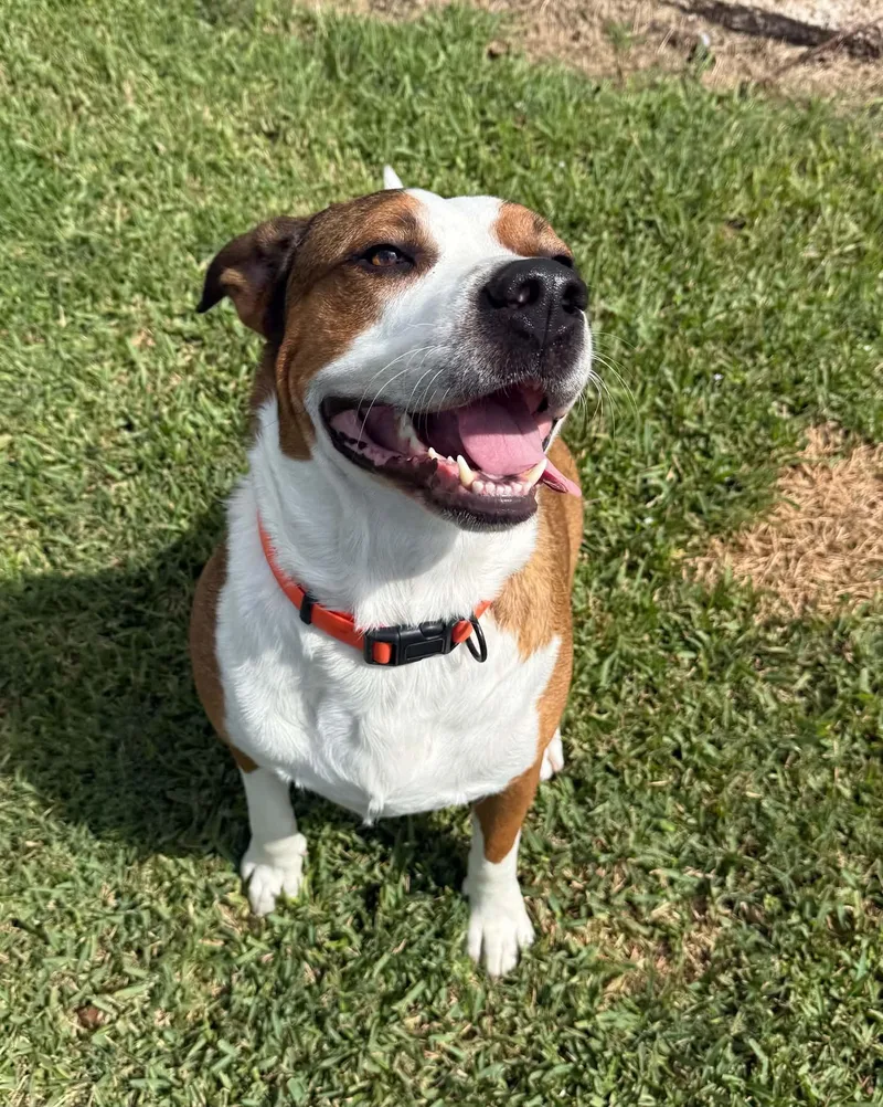 A young medium-sized male American Staffordshire Terrier dog named Buddy Boo for adoption in shepherd, TX