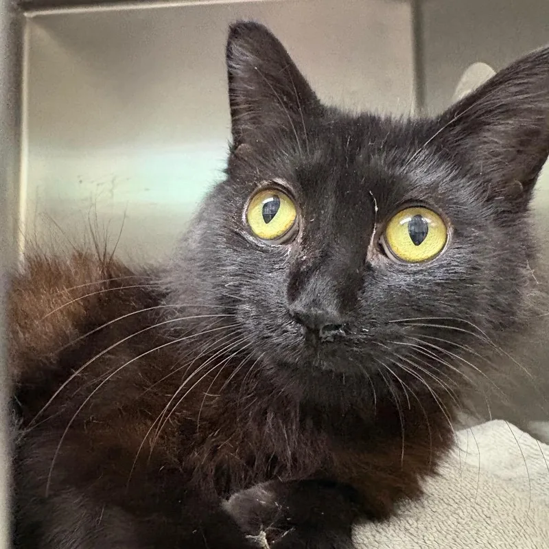 A young medium-sized male Black Domestic Short Hair cat named Pc for adoption in Milton, FL