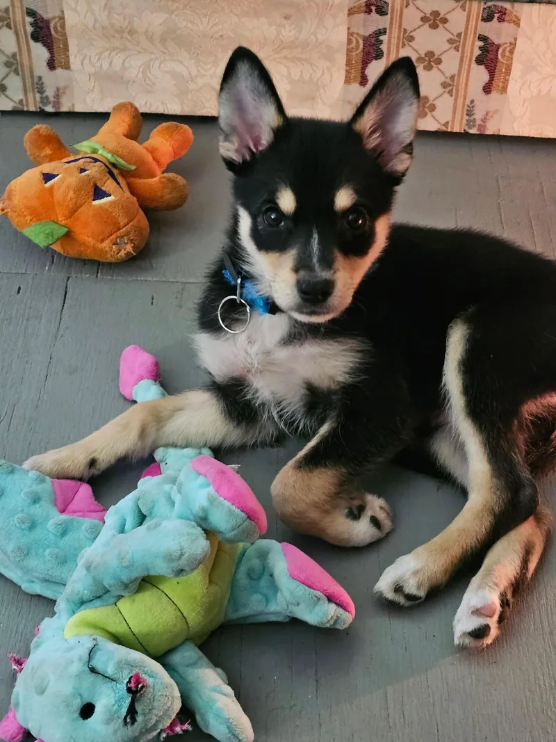 A baby small-sized female Australian Shepherd dog named Daisy for adoption in Mexico, MO