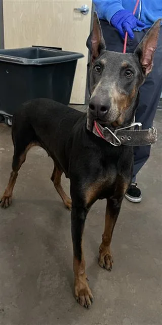 A young large-sized female Mixed Breed dog named Nina for adoption in Dallas, TX