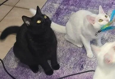 An adult medium-sized male White Domestic Short Hair cat named Stimpy for adoption in Grand Rapids, MI