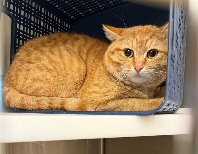 A young medium-sized male Domestic Short Hair cat named Beanjamin for adoption in Brighton, CO