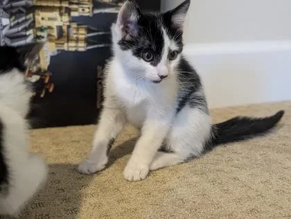 Darla