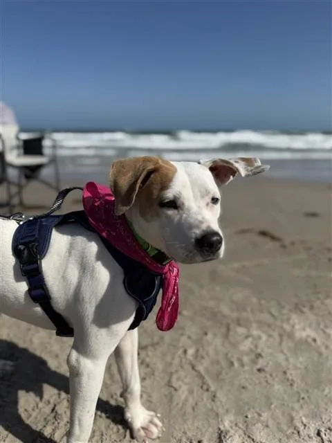 A young medium-sized female Pit Bull Terrier dog named Feather for adoption in Corpus Christi, TX