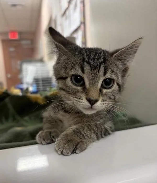 A baby small-sized female Domestic Short Hair cat named Pumpkin for adoption in Great Falls, MT