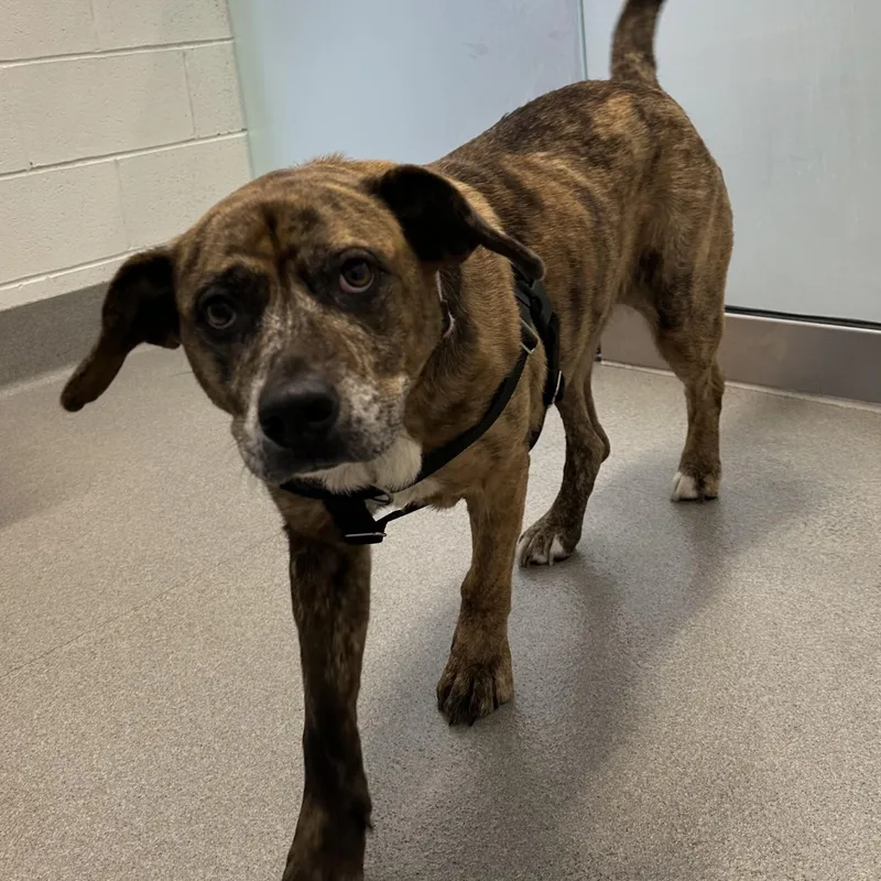 An adult large-sized female Brindle Mixed Breed dog named Luca for adoption in Hilliard, OH