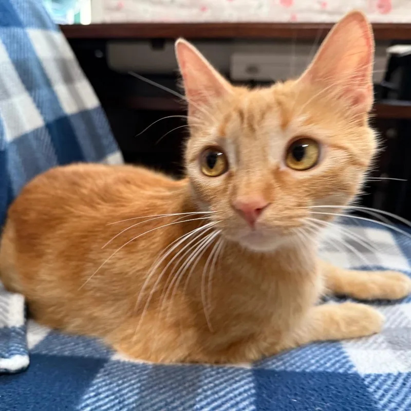 An adult medium-sized female Orange / Red Domestic Short Hair cat named Honey Bunny for adoption in Los Angeles, CA