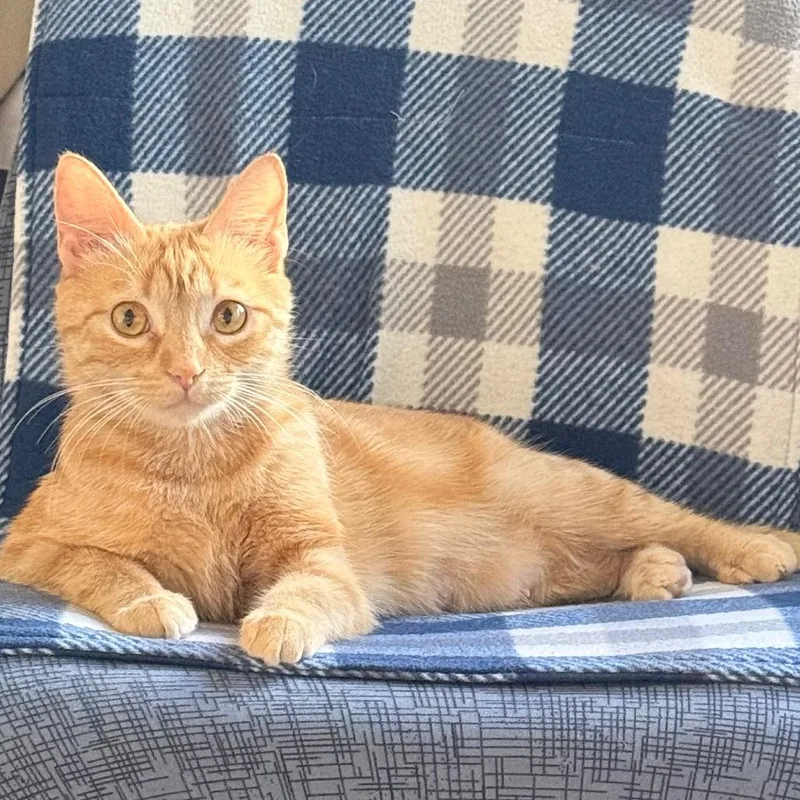 Honey Bunny thumbnail 2