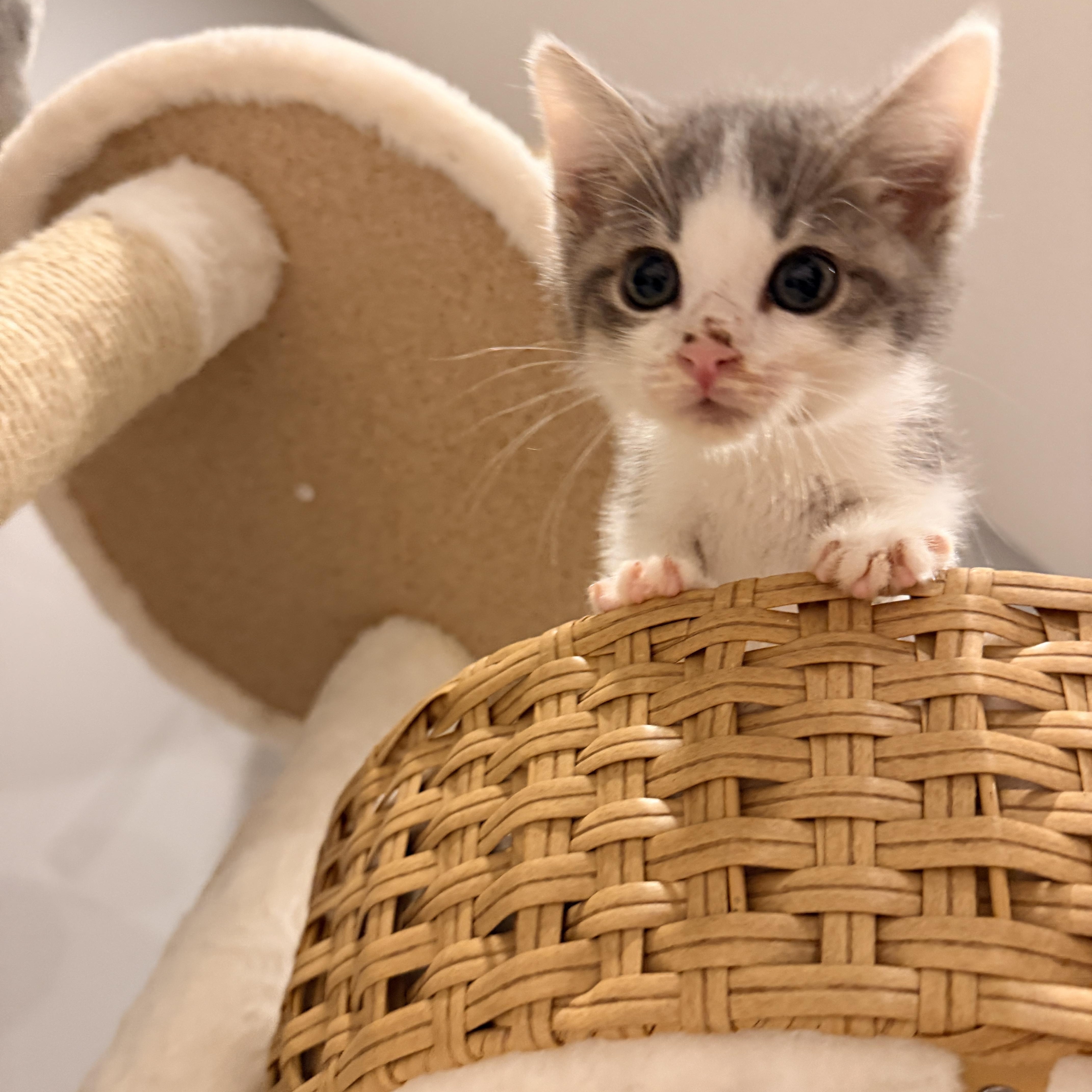 A baby medium-sized male Domestic Short Hair cat named Finn for adoption in Thornwood, NY