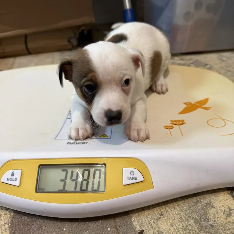 Conroe Puppy