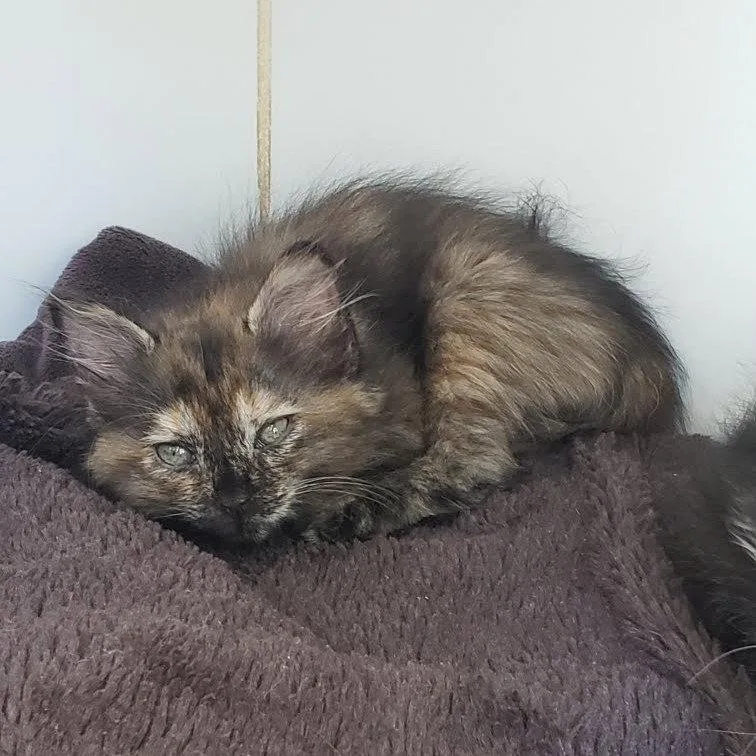 A baby small-sized female Black Domestic Medium Hair cat named Turtle for adoption in Oakland, CA