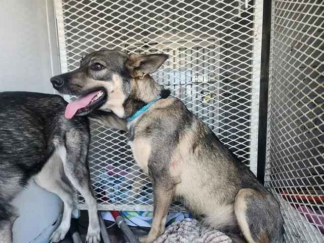 An adult medium-sized female Tricolor (Brown, Black, & White) Shepherd dog named Halo  URGENT for adoption in Thousand Oaks, CA