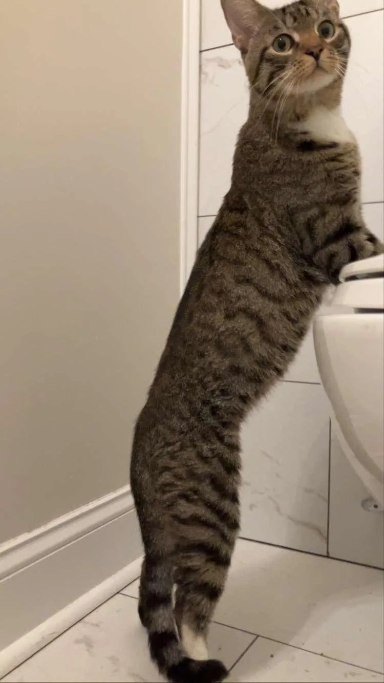 A young medium-sized male Tabby (Brown / Chocolate) Tabby cat named Tony for adoption in Richmond, VA