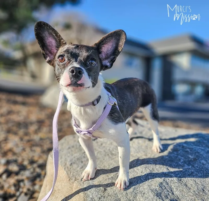 Winifred thumbnail 3
