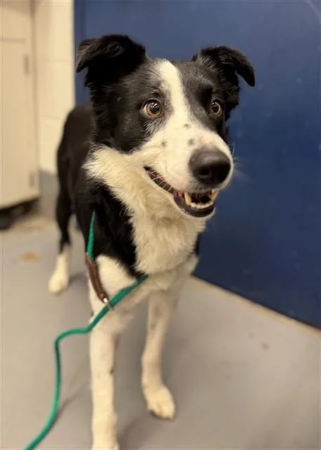 A young medium-sized female Border Collie dog named Google for adoption in Peoria, IL