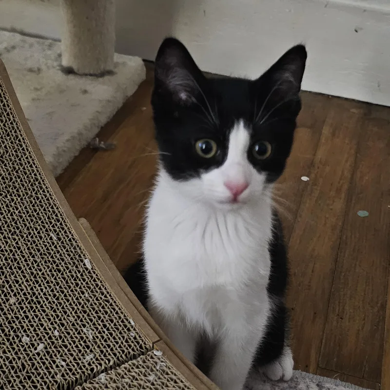 A baby medium-sized male Black & White / Tuxedo Domestic Short Hair cat named Oreo for adoption in Sewell, NJ