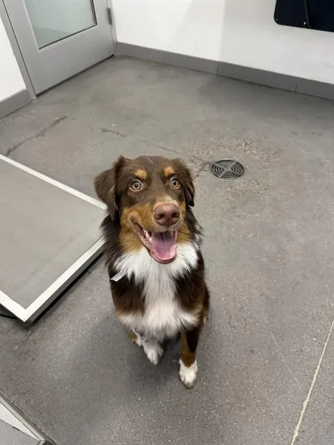 A young large-sized male Australian Shepherd dog named Ferris for adoption in Mesa, AZ
