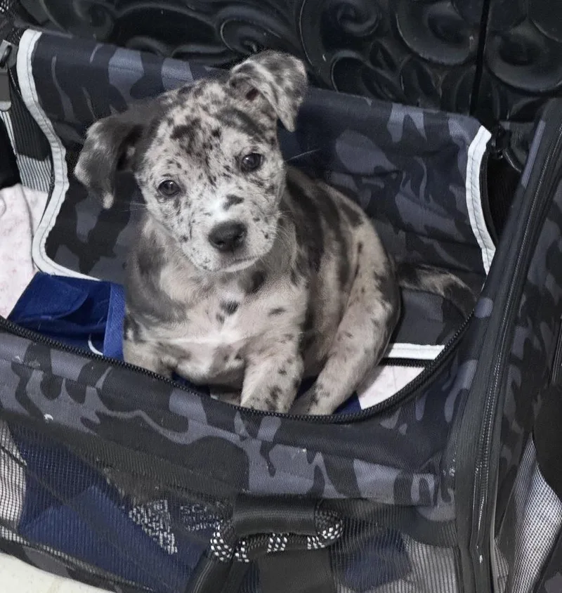 A baby large-sized female Merle (Blue) Labrador Retriever dog named Gift for adoption in Poplar Grove, IL