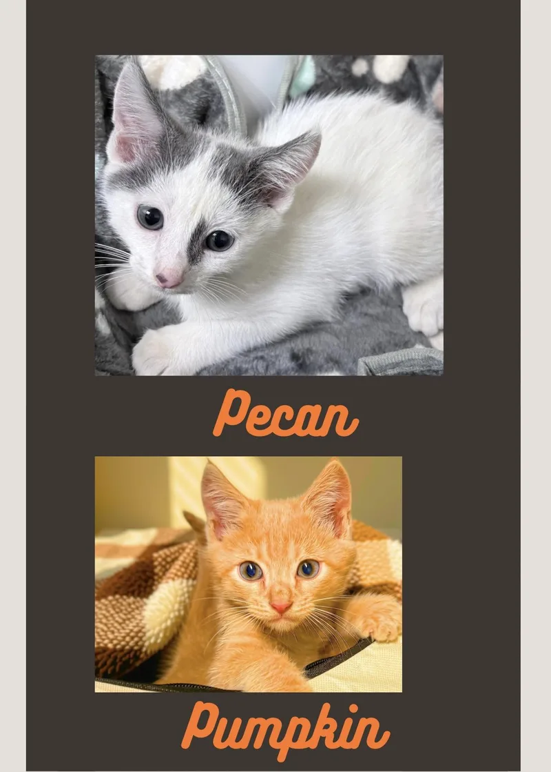 Pecan thumbnail 5