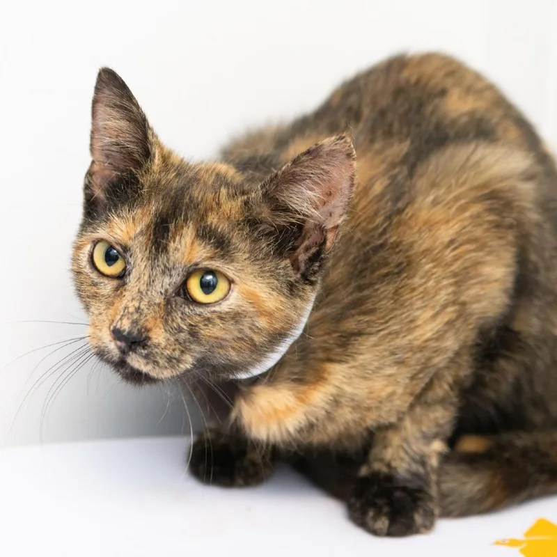 A young small-sized female Black Domestic Short Hair cat named Claire Bear for adoption in Hattiesburg, MS
