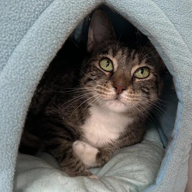 A senior medium-sized female Brown / Chocolate Domestic Short Hair cat named Joyce for adoption in Denver, CO