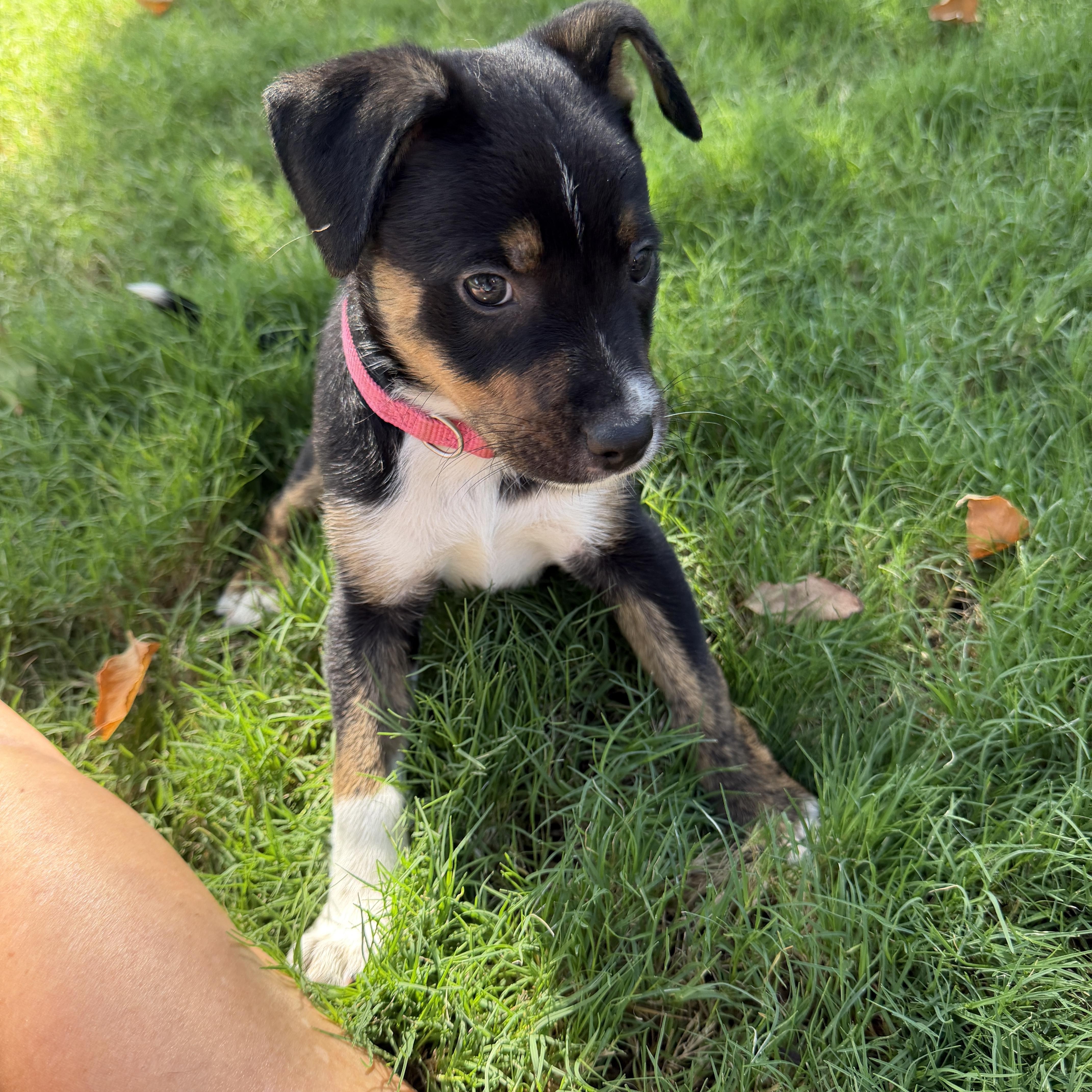 A baby small-sized female Tricolor (Brown, Black, & White) Australian Kelpie dog named Rylan for adoption in Gilbert, AZ