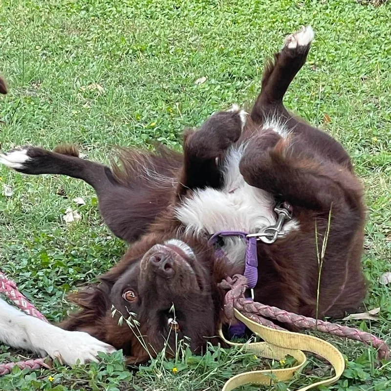 Darcy