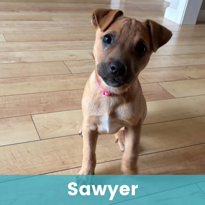 A baby medium-sized male Mixed Breed dog named Sawyer for adoption in Rochester , NY