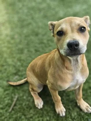 A baby medium-sized female Mixed Breed dog named Quesadilla for adoption in Savannah, GA