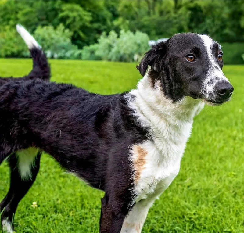 A young medium-sized female Border Collie dog named Jojo for adoption in Franklin, TN