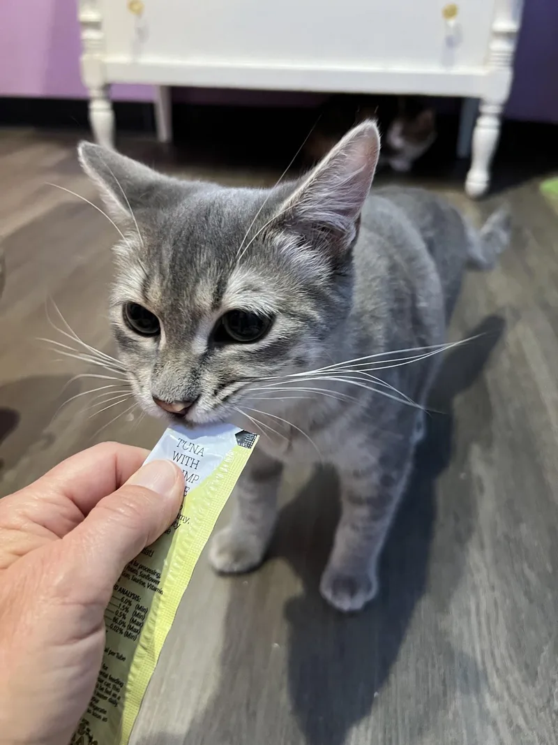 A young medium-sized male Tabby (Gray / Blue / Silver) Domestic Short Hair cat named Sherlock for adoption in Flint, TX