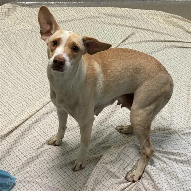 An adult medium-sized female Beagle dog named Dolly for adoption in Rancho Cucamonga, CA