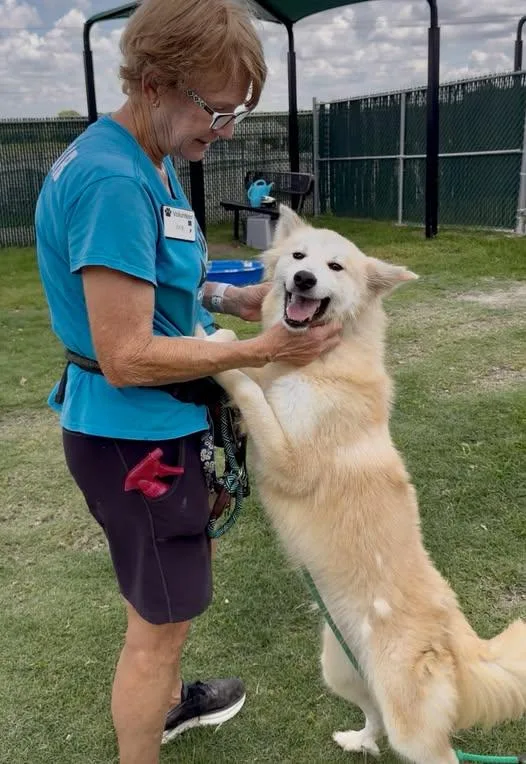 An adult medium-sized female Great Pyrenees dog named Whistle for adoption in McKinney, TX