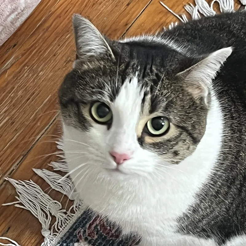 An adult large-sized female Tabby (Tiger Striped) Domestic Short Hair cat named Jasmine for adoption in Maple Shade, NJ