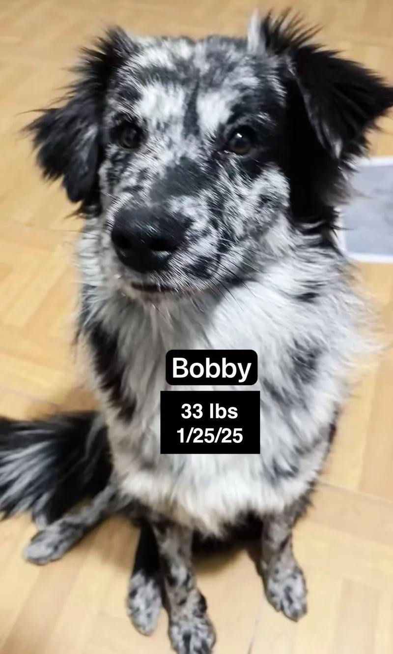 Bobby thumbnail 3