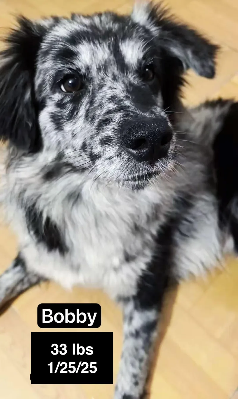 Bobby thumbnail 4
