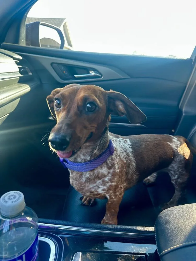 A young small-sized female Dachshund dog named Pixie for adoption in Shawnee, OK
