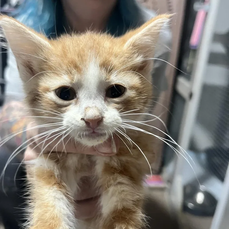 A baby small-sized female Orange / Red Domestic Short Hair cat named Havarti for adoption in Sioux Falls, SD