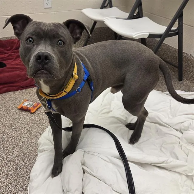 A young medium-sized male Pit Bull Terrier dog named Ronnie for adoption in Centerville, MA