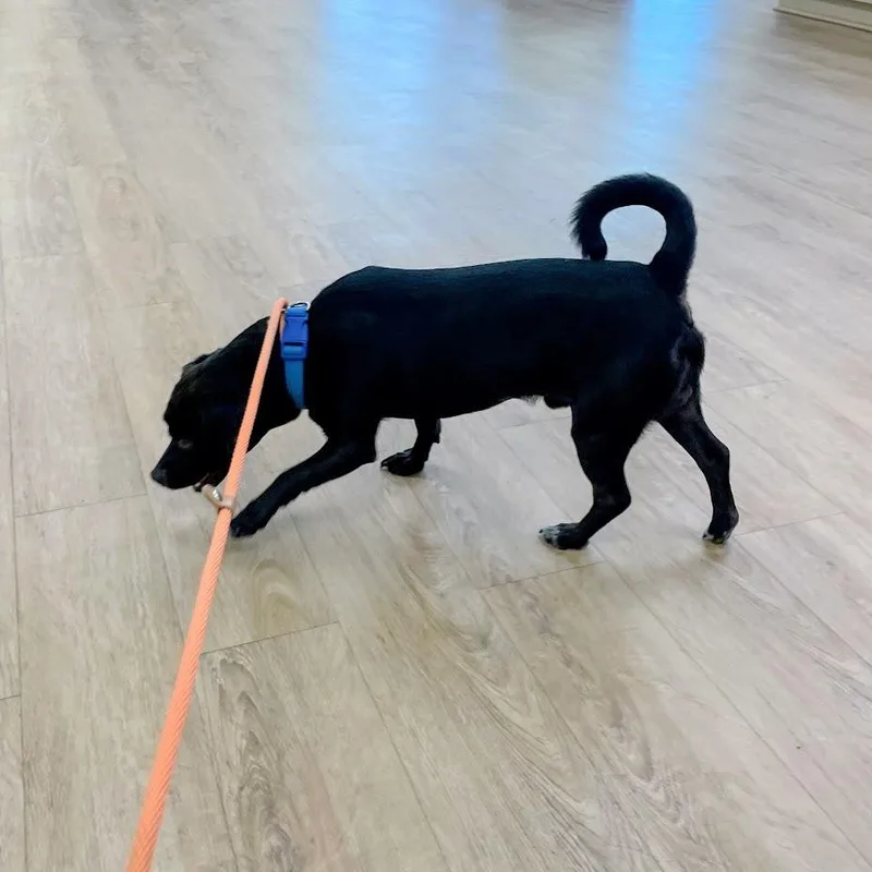 An adult small-sized male Pug dog named Gomez for adoption in Verona, VA