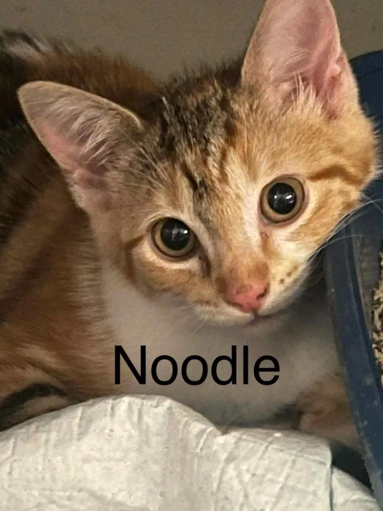 Noodle