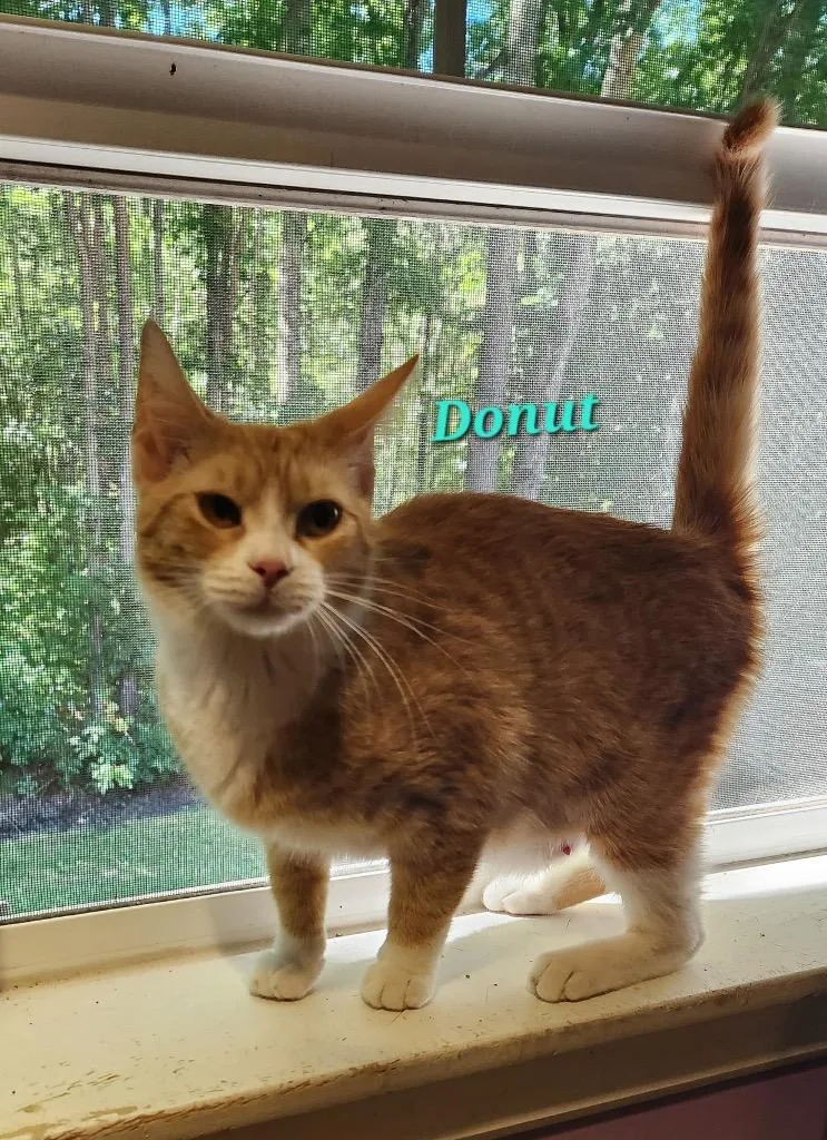 Donut Cat