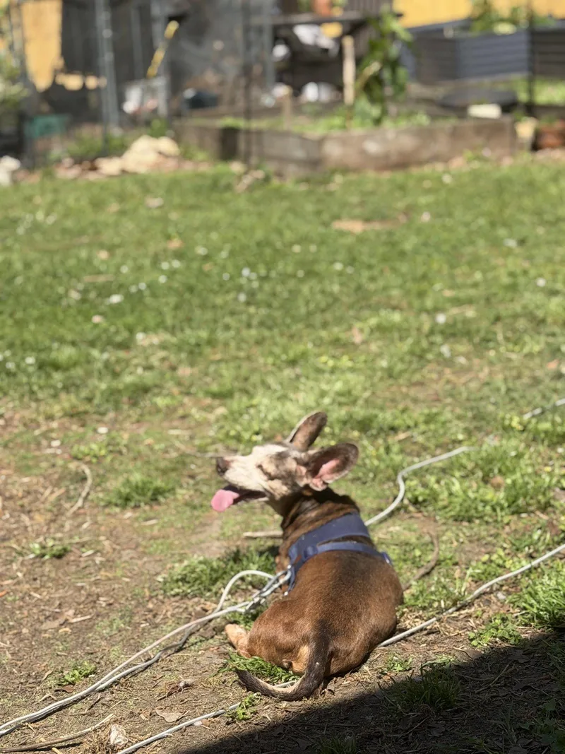 A senior small-sized male Dachshund dog named Jiggs for adoption in Mount Pleasant, SC