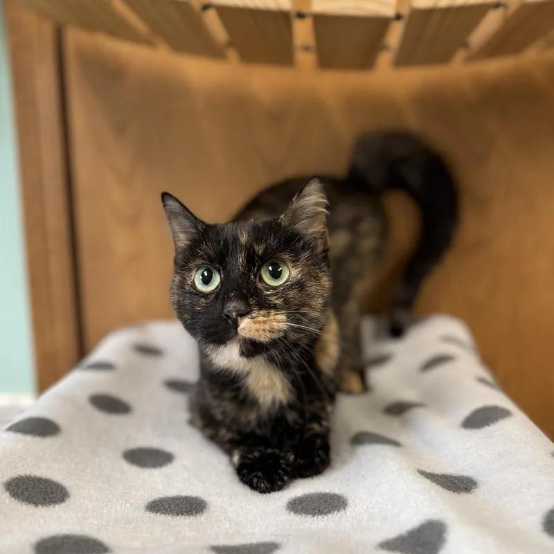An adult medium-sized female Tortoiseshell Domestic Short Hair cat named Neytiri for adoption in Fargo, ND
