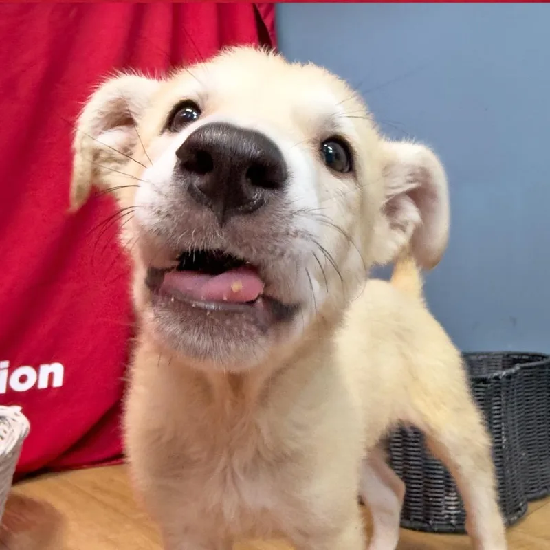 A baby large-sized male Yellow / Tan / Blond / Fawn Mixed Breed dog named Logano Honda Dog for adoption in Leander, TX